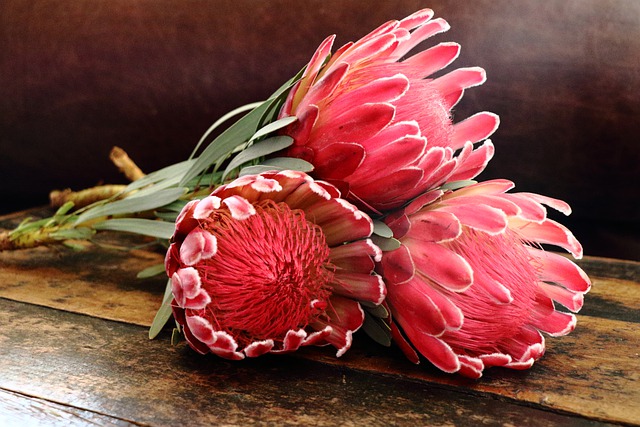 Free download protea king protea flowers free picture to be edited with GIMP free online image editor