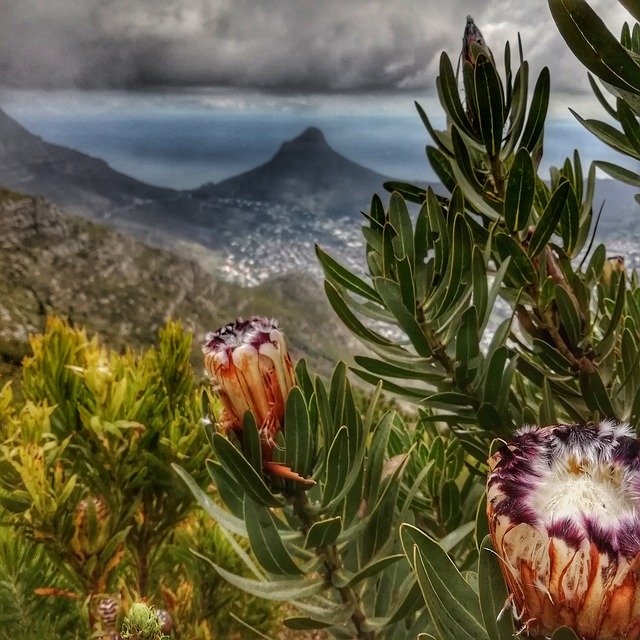 Téléchargement gratuit de Protea Lions Head - photo ou image gratuite à modifier avec l'éditeur d'images en ligne GIMP