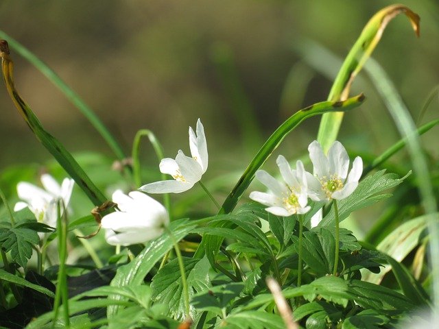 تنزيل Prérie Muget Flowers مجانًا - صورة مجانية أو صورة يتم تحريرها باستخدام محرر الصور عبر الإنترنت GIMP