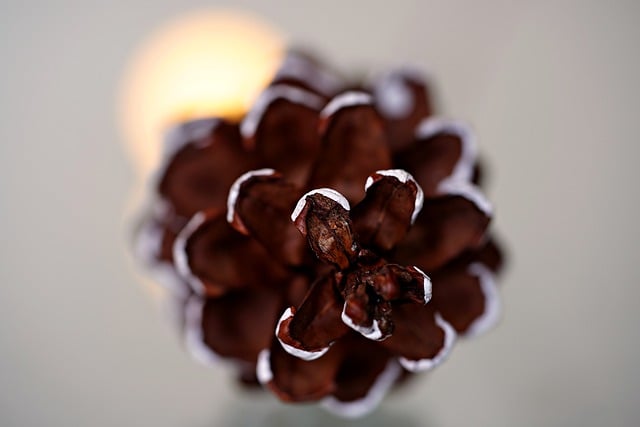 Baixe gratuitamente a imagem gratuita da decoração de natal da flor de ameixa para ser editada com o editor de imagens on-line gratuito do GIMP