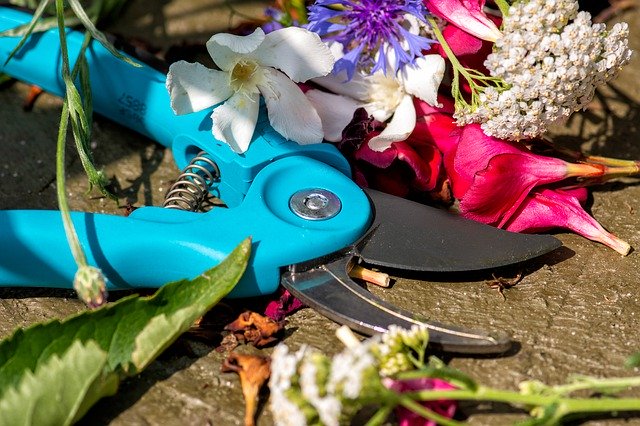 Free download Pruning Shears Cut Sharp -  free photo or picture to be edited with GIMP online image editor