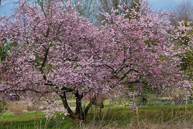 Free download prunus almond tree almond blossom free picture to be edited with GIMP free online image editor