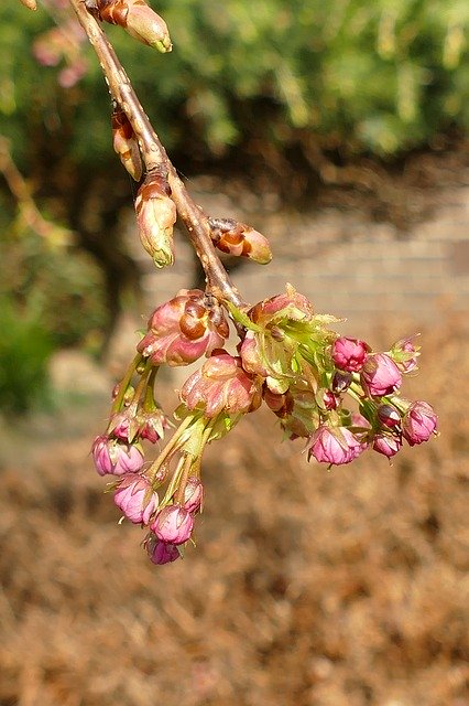 Scarica gratuitamente Prunus Japanese Cherry Blossom: foto o immagine gratuita da modificare con l'editor di immagini online GIMP