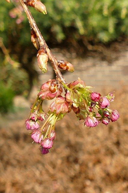 Descărcare gratuită Prunus Japanese Cherry Blossom - fotografie sau imagini gratuite pentru a fi editate cu editorul de imagini online GIMP