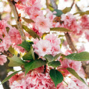 Prunus Kanzan Flowers  screen for extension Chrome web store in OffiDocs Chromium