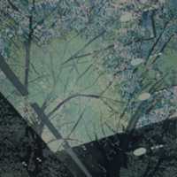 Free download Prunus serrulata free photo or picture to be edited with GIMP online image editor