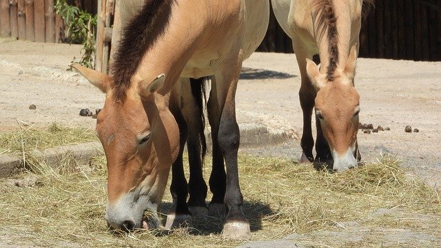 Scarica gratuitamente PrzewalskiS Horse Equus - foto o immagine gratuita da modificare con l'editor di immagini online GIMP