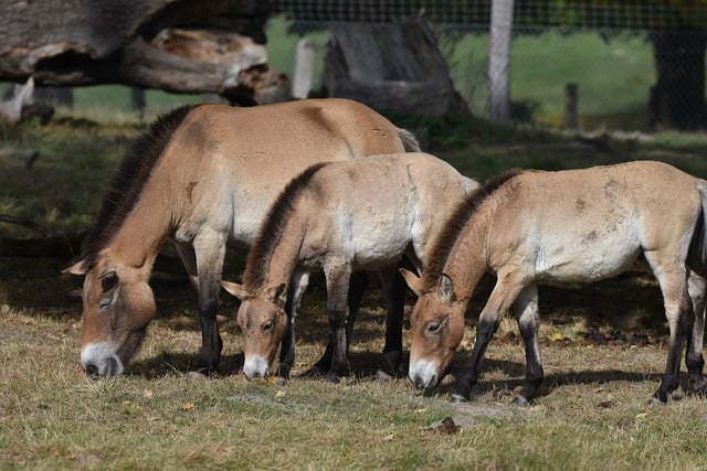 Free download przewalski s horses zoo horses free picture to be edited with GIMP free online image editor