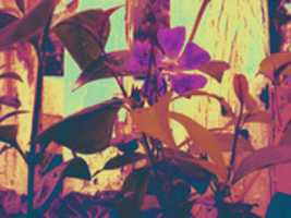 Free download Psychedelic Flora 2 free photo or picture to be edited with GIMP online image editor