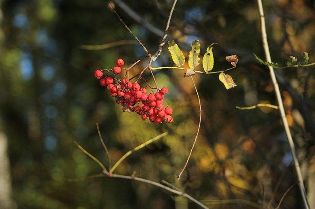 Free download Ptaci Zob Nature Autumn -  free photo or picture to be edited with GIMP online image editor