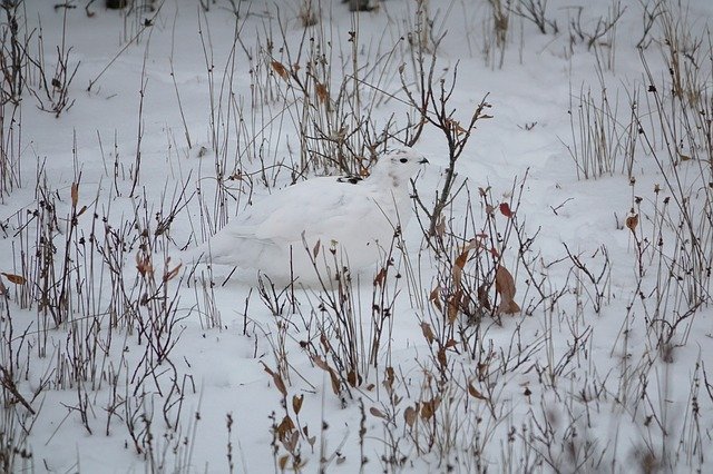 Descarga gratuita Ptarmigan Arctic Snow - foto o imagen gratuita para editar con el editor de imágenes en línea GIMP