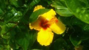 Free download Public Domain Wallpaper Collection (from Hibiscus rosa-sinensis Gertrude_Ivers flower) with public domain license meta tags in German Language free photo or picture to be edited with GIMP online image editor