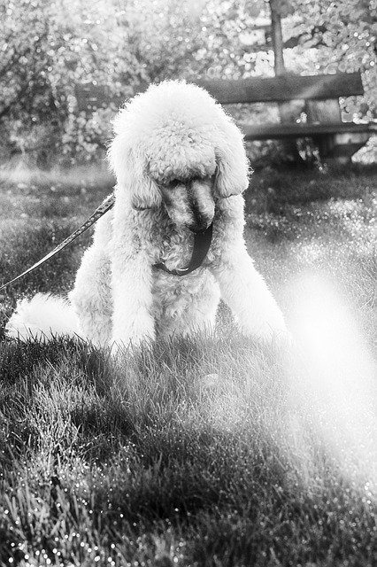 Free download Puddle Dog Pet -  free photo or picture to be edited with GIMP online image editor