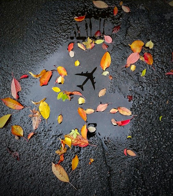 Muat turun percuma Puddle Leaves Autumn - foto atau gambar percuma untuk diedit dengan editor imej dalam talian GIMP