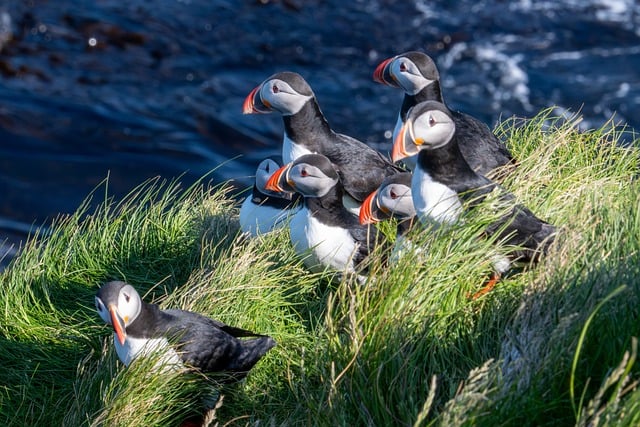 Free download puffin bird animal seabird beak free picture to be edited with GIMP free online image editor