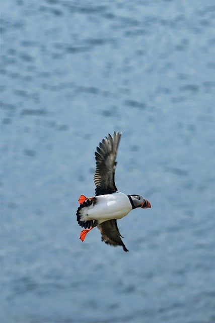 Free download puffin bird flying beak sea free picture to be edited with GIMP free online image editor