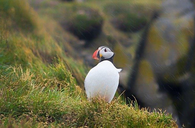 Free download Puffin Iceland Bird -  free photo or picture to be edited with GIMP online image editor