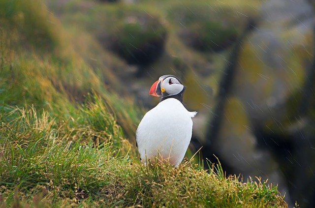 Gratis download Puffin Iceland Bird - gratis foto of afbeelding om te bewerken met GIMP online afbeeldingseditor