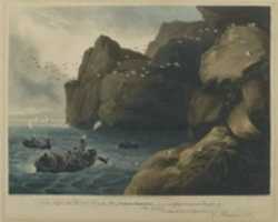 Free download Puffin Shooting free photo or picture to be edited with GIMP online image editor