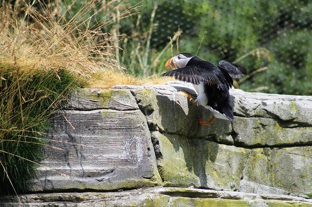 Muat turun percuma Puffin Zoo Water - foto atau gambar percuma untuk diedit dengan editor imej dalam talian GIMP