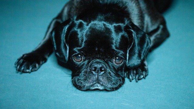 دانلود رایگان Pug Black Puppy Dog - عکس یا تصویر رایگان قابل ویرایش با ویرایشگر تصویر آنلاین GIMP