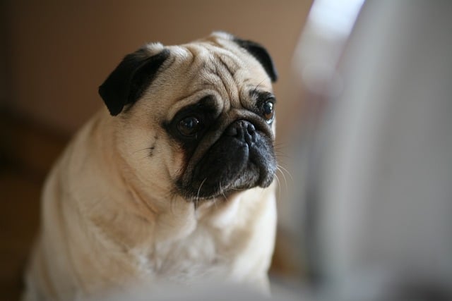Free download pug dog animal portrait cute free picture to be edited with GIMP free online image editor