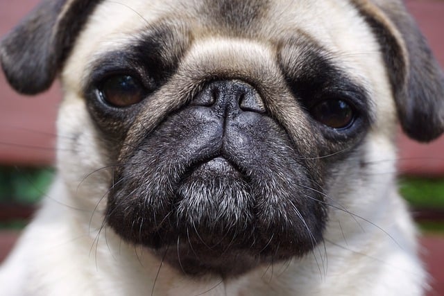 Free download pug dog animal puppy psi funny free picture to be edited with GIMP free online image editor