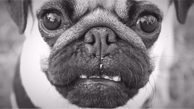 تنزيل Pug Dog Doggy Style مجانًا - صورة مجانية أو صورة يتم تحريرها باستخدام محرر الصور عبر الإنترنت GIMP