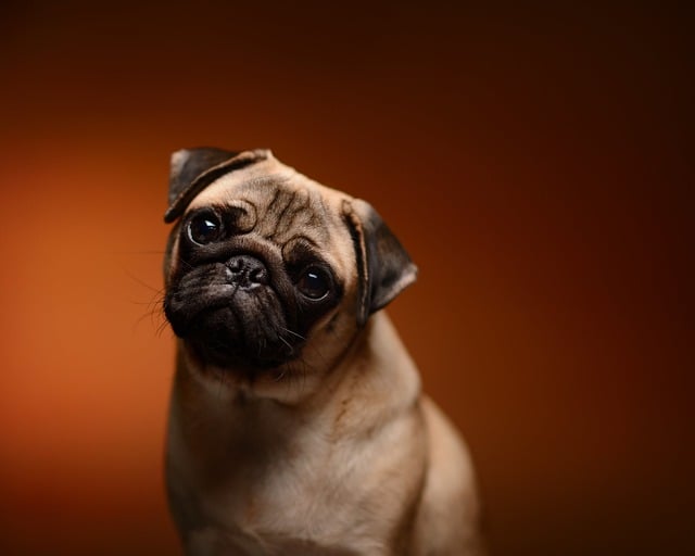 Libreng pag-download ng pug dog pet animal domestic libreng larawan na ie-edit gamit ang GIMP free online image editor