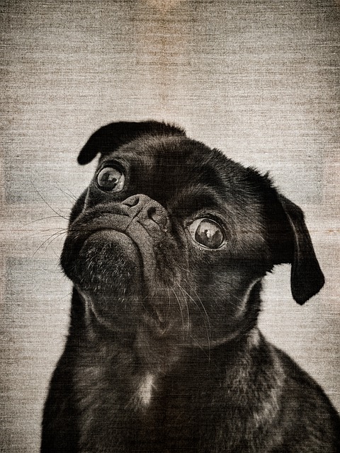 Free download pug dog puppy canine young mammal free picture to be edited with GIMP free online image editor