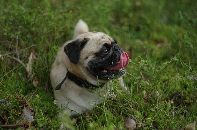 Free download Pug Dog Tongue -  free photo or picture to be edited with GIMP online image editor