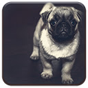 Pug Puppy  screen for extension Chrome web store in OffiDocs Chromium