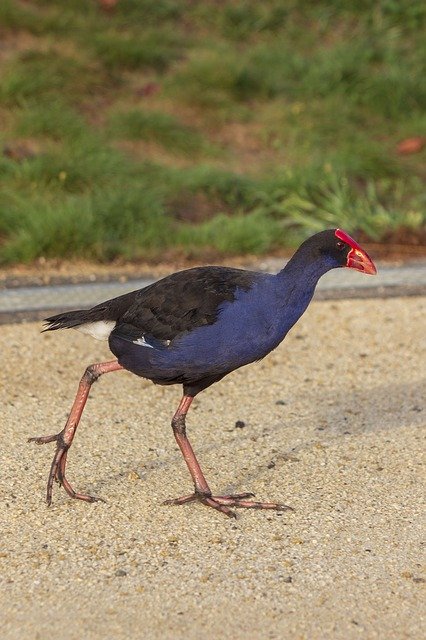 הורדה חינם Pukeko Bird Walking - תמונה או תמונה בחינם לעריכה עם עורך התמונות המקוון GIMP