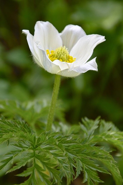 Gratis download Pulsatilla Alpina Alps-Anemone - gratis foto of afbeelding om te bewerken met GIMP online afbeeldingseditor