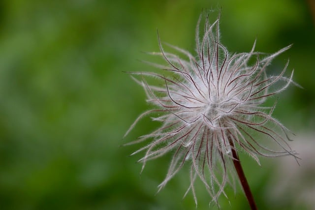 Free download pulsatilla pasque flower blossom free picture to be edited with GIMP free online image editor