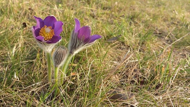 Descarga gratuita Pulsatilla Patens Pasque Flower - foto o imagen gratuita para editar con el editor de imágenes en línea GIMP