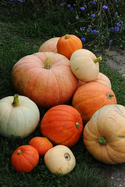 Free download Pumpkin Autumn Harvest -  free photo or picture to be edited with GIMP online image editor
