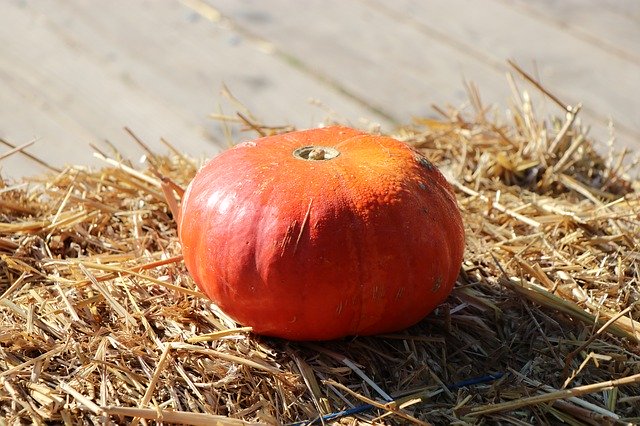 Descarga gratuita Pumpkin Autumn Orange - foto o imagen gratuita para editar con el editor de imágenes en línea GIMP