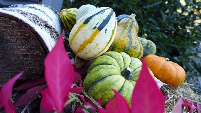 Free download Pumpkin Deco Decoration -  free photo or picture to be edited with GIMP online image editor