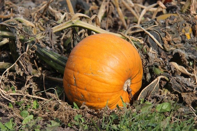 Bezpłatne pobieranie Pumpkin Fall Autumn - darmowe zdjęcie lub obraz do edycji za pomocą internetowego edytora obrazów GIMP