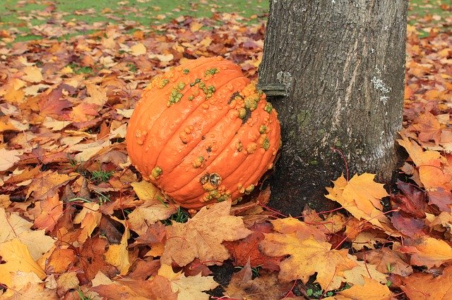 Free picture Pumpkin Fall Leaves -  to be edited by GIMP free image editor by OffiDocs
