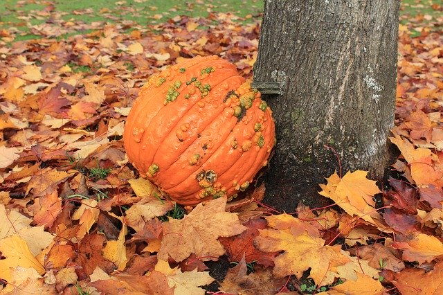 Descarga gratuita Pumpkin Fall Leaves - foto o imagen gratuita para editar con el editor de imágenes en línea GIMP