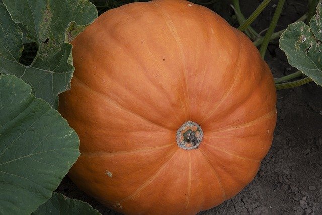 Free download pumpkin fall pumpkin patch autumn free picture to be edited with GIMP free online image editor