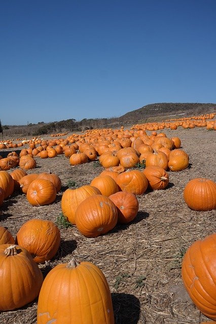 Descarga gratuita Pumpkin Field Autumn: foto o imagen gratuita para editar con el editor de imágenes en línea GIMP