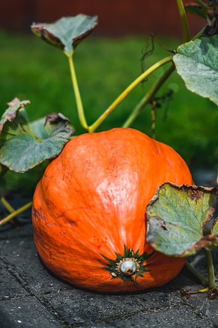 Free download pumpkin halloween fall autumn free picture to be edited with GIMP free online image editor