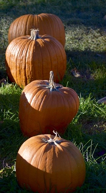 Скачать бесплатно Pumpkin Hay Farm - бесплатное фото или изображение для редактирования с помощью онлайн-редактора GIMP