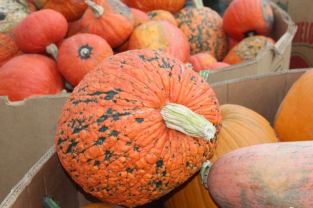 Muat turun percuma Pumpkin Johnson Farms Plants And - foto atau gambar percuma untuk diedit dengan editor imej dalam talian GIMP