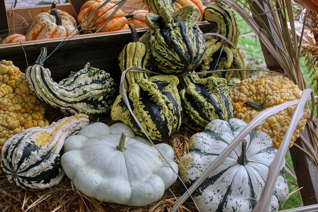 Descarga gratuita Pumpkin October Vegetables: foto o imagen gratuita para editar con el editor de imágenes en línea GIMP