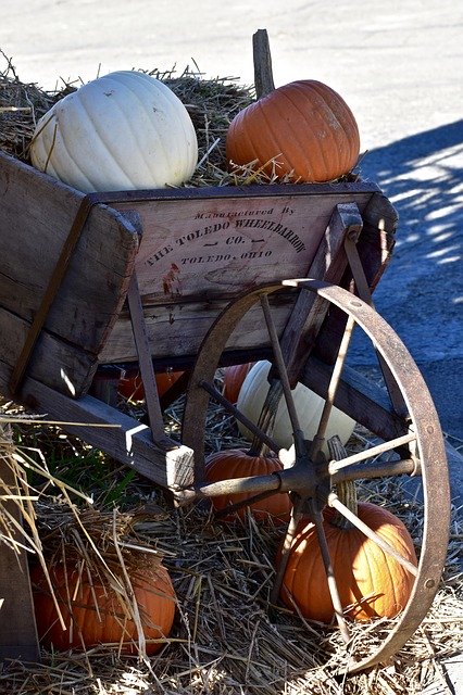 ດາວໂຫລດຟຣີ Pumpkin Orange White - ຮູບພາບຫຼືຮູບພາບທີ່ບໍ່ເສຍຄ່າເພື່ອແກ້ໄຂດ້ວຍຕົວແກ້ໄຂຮູບພາບອອນໄລນ໌ GIMP