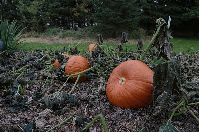 Free download Pumpkin Patch Autumn -  free photo or picture to be edited with GIMP online image editor